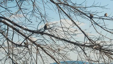 Sparrows On the Tree Branches Stock Footage 274844567