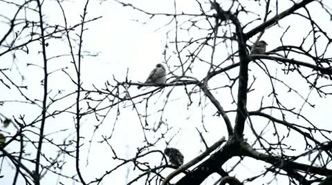 Sparrows on the tree Stock Footage 12655856