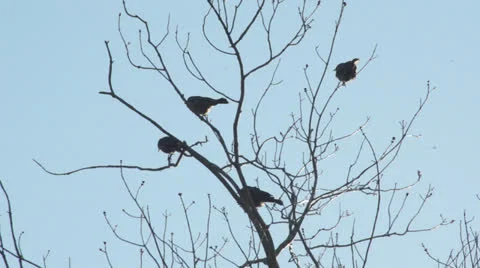 Sparrows in Tree Stock Footage 23913713