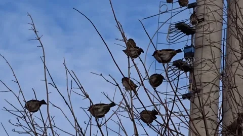 Sparrows on a tree Stock Footage 46828047