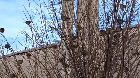 Sparrows on a tree Stock Footage 46828079