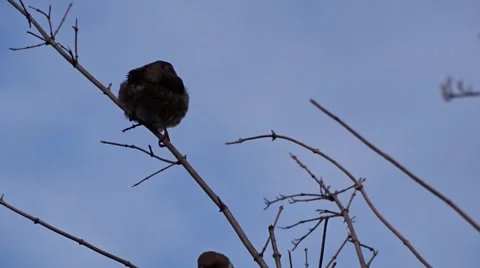 Sparrows on a tree Stock Footage 47201390