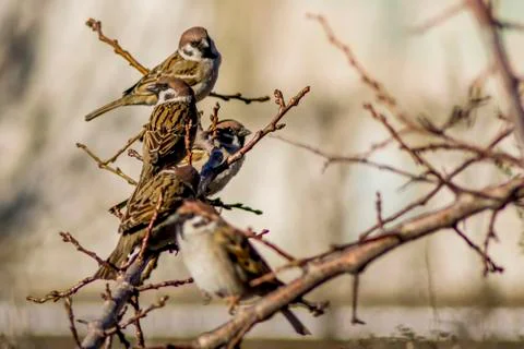 Sparrows on the tree Stock Photos