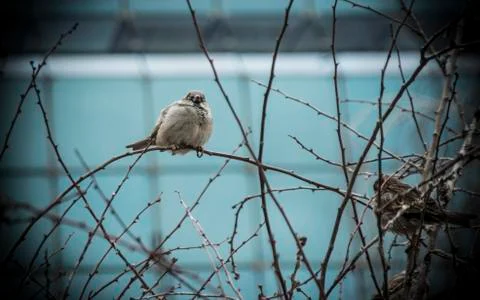 Sparrows on a Tree Stock Photos