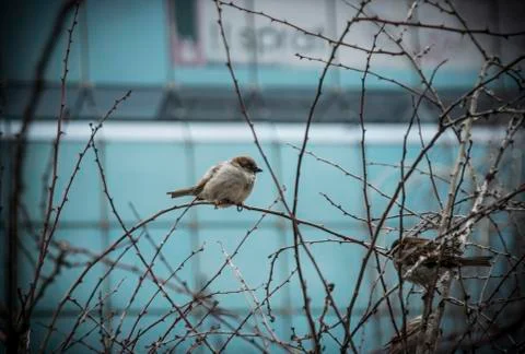 Sparrows on a Tree Stock Photos