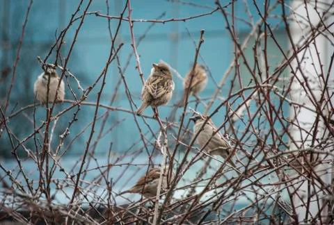 Sparrows on a Tree Stock Photos