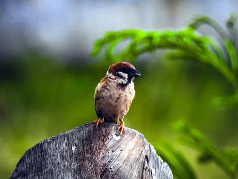 Sparrows on a Tree Stock Photos