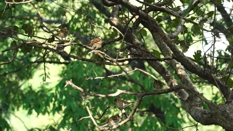 Sparrows on a tree on a sunny day Stock Footage 138682786