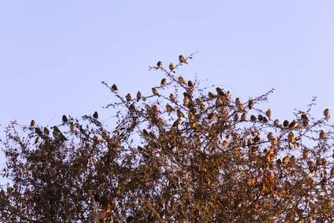 Sparrows on tree,group of small birds sitting in a row on a branch, indian lo Stock Photos