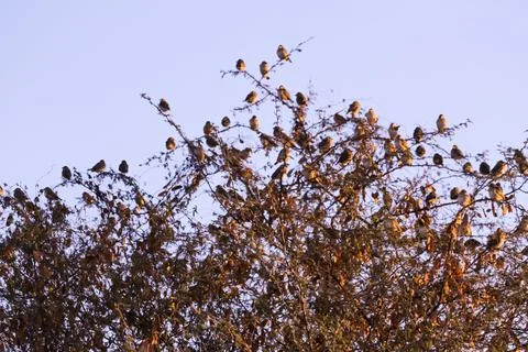 Sparrows on tree,group of small birds sitting in a row on a branch, indian lo Stock Photos