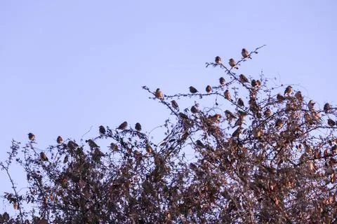 Sparrows on tree,group of small birds sitting in a row on a branch, indian lo Stock Photos