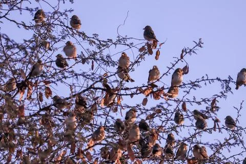 Sparrows on tree,group of small birds sitting in a row on a branch, indian lo Stock Photos