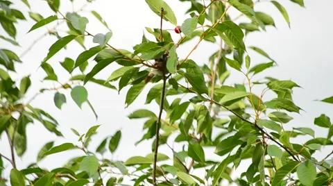 Sparrows twitter on green cherry tree branch Stock Footage 57214163