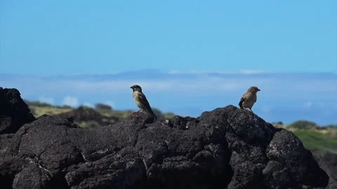 Sparrows on Volcanic Rock Stock Footage 138176487