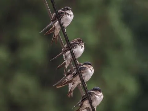 Sparrows waiting in the rain Stock Photos