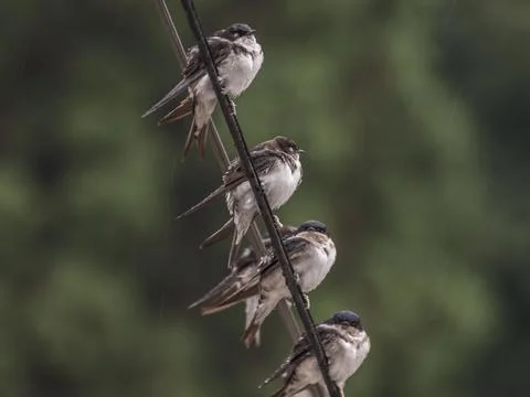 Sparrows waiting in the rain to stop Stock Photos