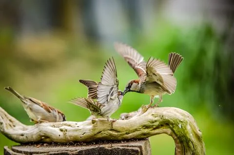 Sparrows at war Stock Photos