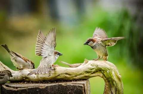 Sparrows at war Stock Photos