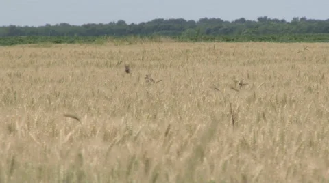 Sparrows in a wheat field Stock Footage 51363618