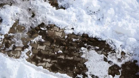 Sparrows, winter bears and sparrows looking for food in the snow in winter, Stock Footage 169287559