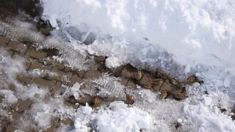 Sparrows, winter bears and sparrows looking for food in the snow in winter, 動画素材 169287560