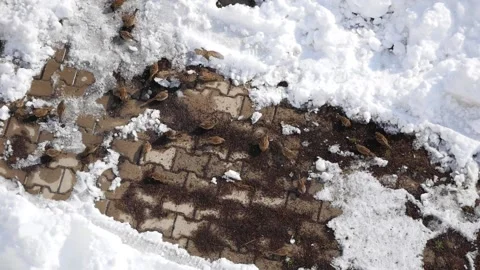 Sparrows, winter bears and sparrows looking for food in the snow in winter, Stock Footage 169287593