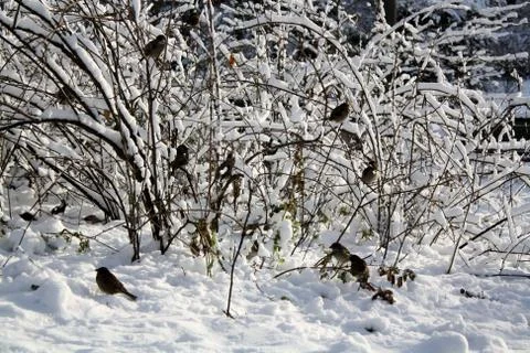 Sparrows in winter park Stock Photos
