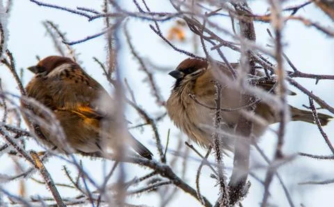 Sparrows in Winter Stock Photos