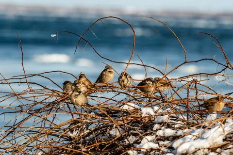 Sparrows in the winter by the river side Stock Photos