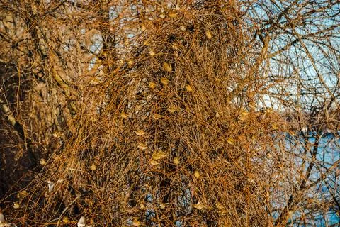 Sparrows in the winter by the river side Stock Photos