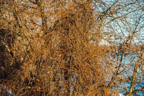 Sparrows in the winter by the river side Stock Photos