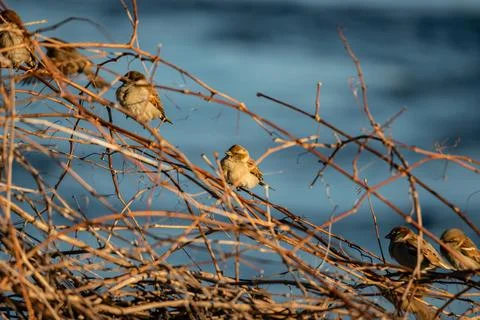 Sparrows in the winter by the river side Stock Photos
