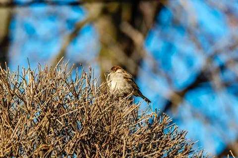 Sparrows in the winter by the river side Stock Photos