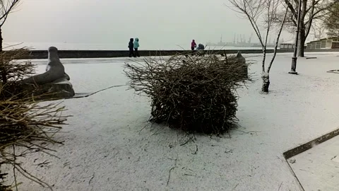 Sparrows in the winter. Shooting in January. Stock-Footage 226570330