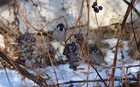 Sparrows in winter on the vine Stock Photos
