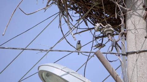Sparrows on wire under a stork nest Stock Footage 89606050