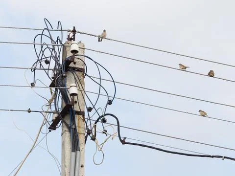 Sparrows on the wires Stock Photos