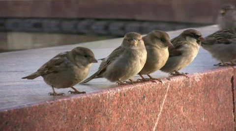 Sparrows1 ns Stock Footage 357291
