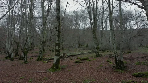 Sparse beech woodland Stock Footage 270149679