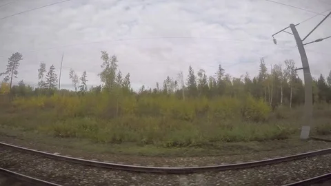 Sparse Birch Trees Scattered Around an Overgrown Siberian Wilderness Stock Footage 81944806