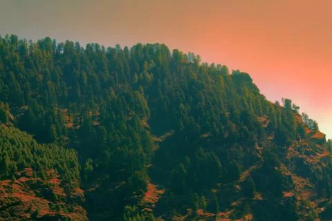 Sparse coniferous forest on the dry slope of the Himalayas Stock Photos
