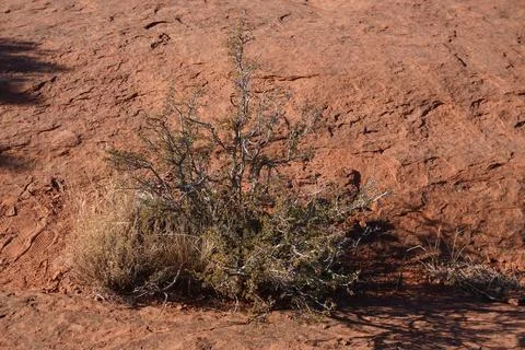 A sparse desert shrub grows on a textured sandstone surface under direct Foto stock
