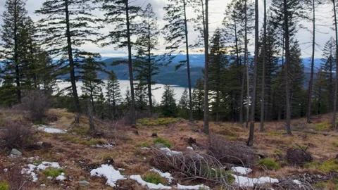 Sparse evergreen trees on a hillside overlook a calm lake with patches of snow Stock Footage 333117812