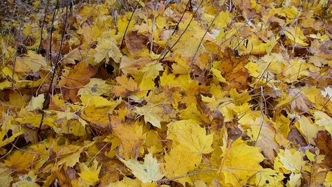 Sparse falling maple leaves Stock Footage 117295312