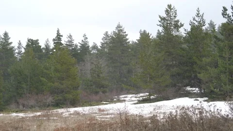 Sparse forest clearing holds patchy snow meadow - Gap Lingering and Space Trees Stock Footage 339812972