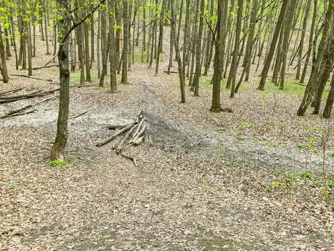 Sparse forest, fallen trees, a stream in the forest. The trail in the fores.. Stock Photos