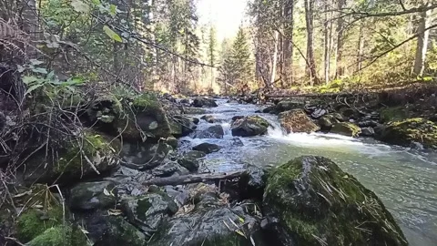 Sparse forest on the opposite bank of a wide swamp w Stock Footage 338111405