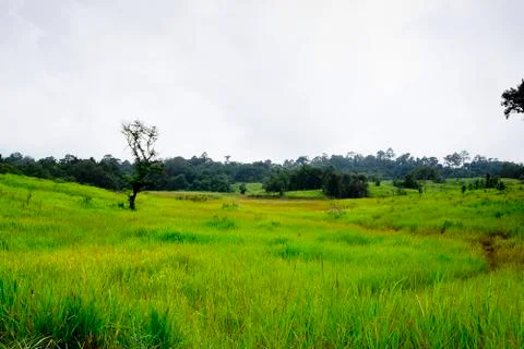 Sparse forest Stock Photos