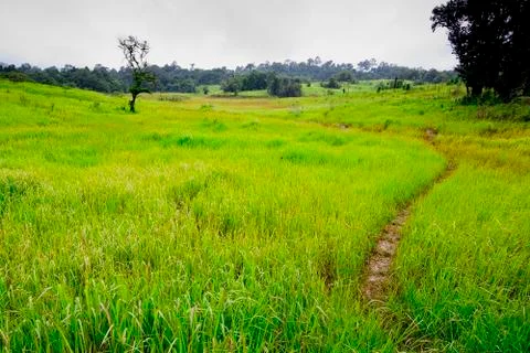 Sparse forest Stock Photos