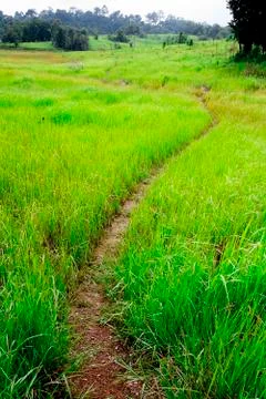 Sparse forest Stock Photos